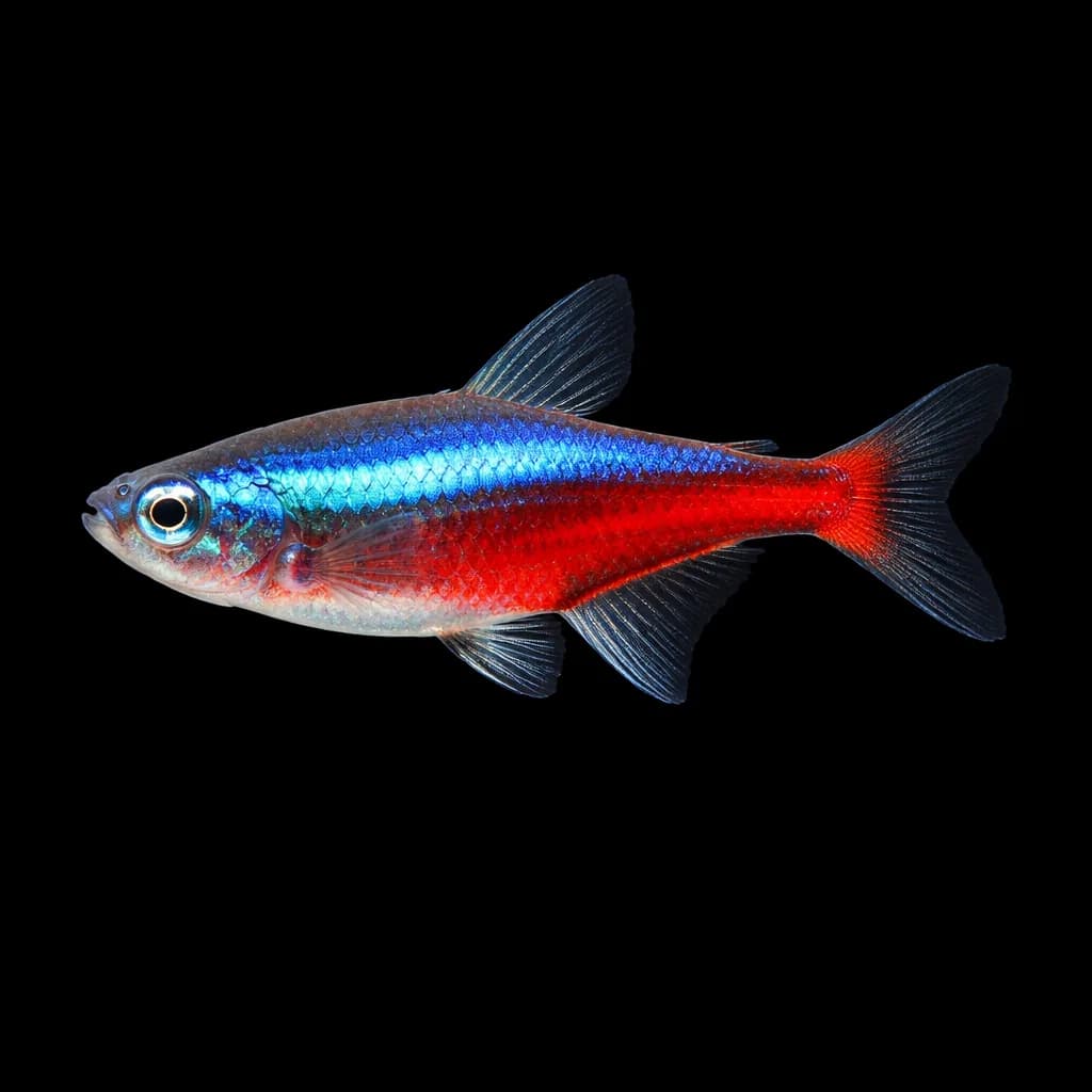 Cardinal Tetra