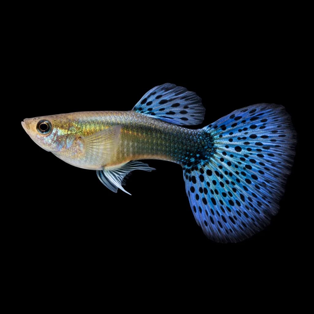 Guppy