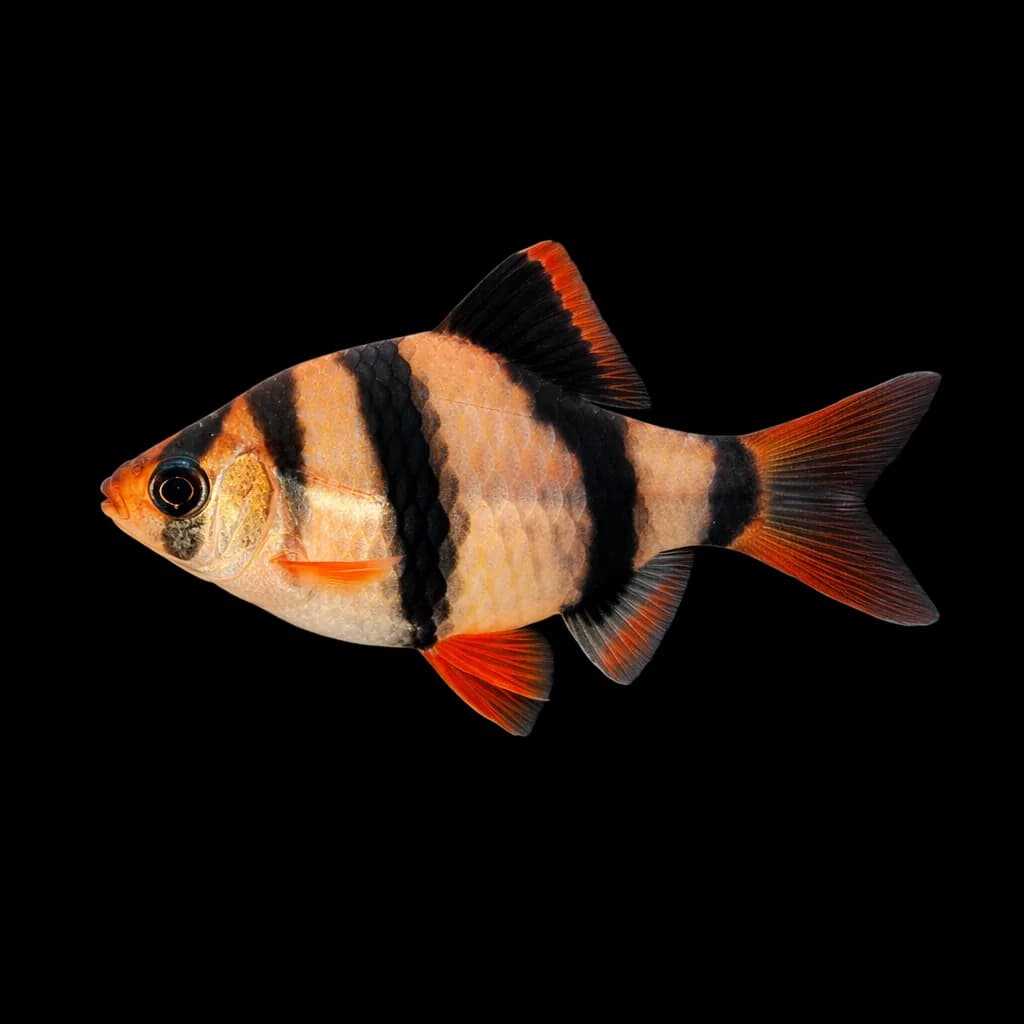 Tiger Barb